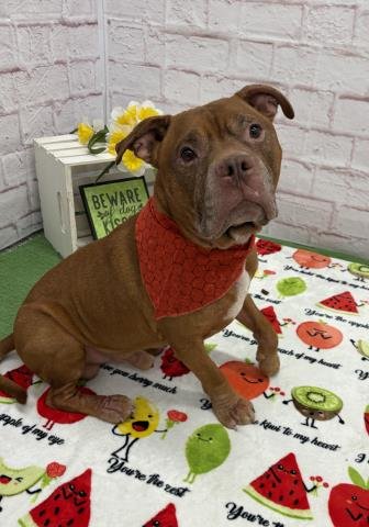 MAX - Pit Bull Terrier for adoption in Dearborn