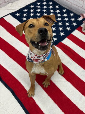 WOLFPRUD - Pit Bull Terrier available for adoption