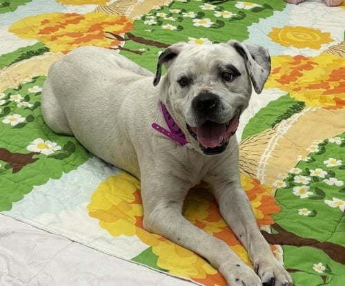 PANSIE - Pit Bull Terrier available for adoption