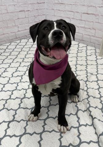 COLA - Pit Bull Terrier available for adoption