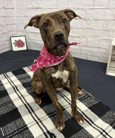 BUDGIE - Pit Bull Terrier available for adoption
