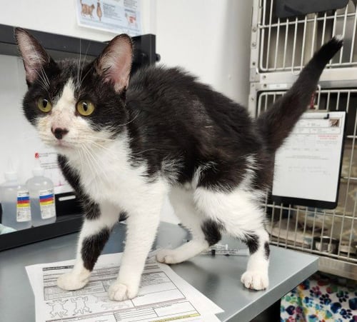 KARATE - Domestic Short Hair for adoption in Dearborn