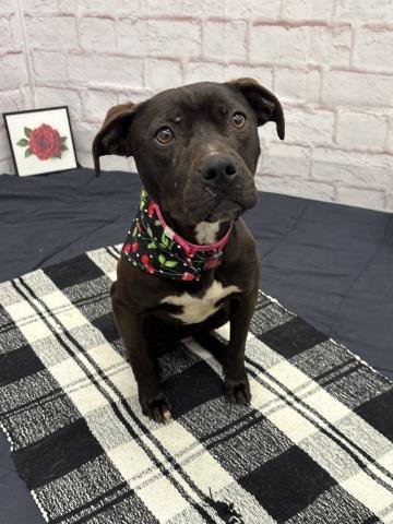 DOWNY FLUFF - American Staffordshire Terrier for adoption in Detroit