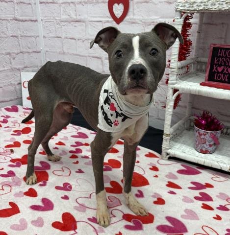 BARKSY - Pit Bull Terrier available for adoption