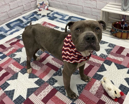 HIEROPHANT - Pit Bull Terrier available for adoption