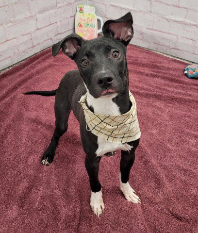 DONALD - Pit Bull Terrier for adoption in Dearborn