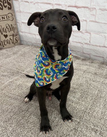 KANGRI KARPO - American Staffordshire Terrier available for adoption