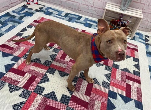 DARIENNE LAKE - Pit Bull Terrier available for adoption