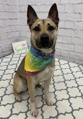 SUNKISS - Akita / German Shepherd Dog available for adoption