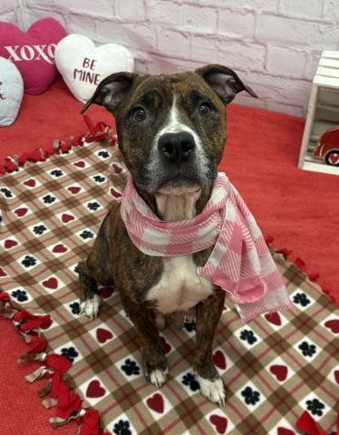 KISSABLE KALLIE - Pit Bull Terrier available for adoption