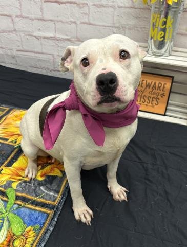 GRUNA - Pit Bull Terrier for adoption in Dearborn