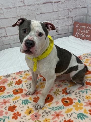 GLINT - American Pit Bull Terrier available for adoption