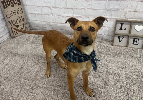 CHASE - Pit Bull Terrier for adoption in Detroit