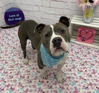HARVEY - Photo 1