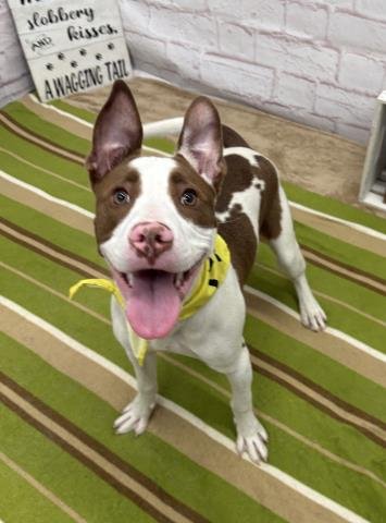 BELEZE - Labrador Retriever / Australian Cattle Dog/Blue Heeler available for adoption