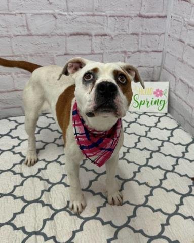GELEE - Bulldog available for adoption