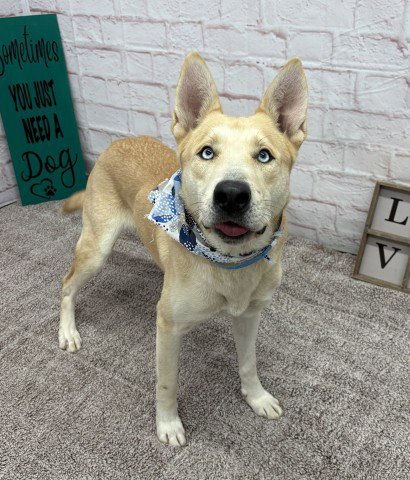TODD - Siberian Husky for adoption in Detroit