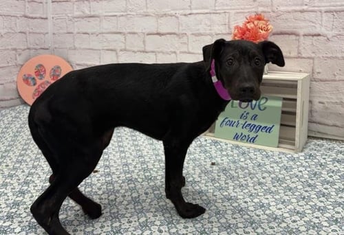 SELENE - Doberman Pinscher for adoption in Dearborn