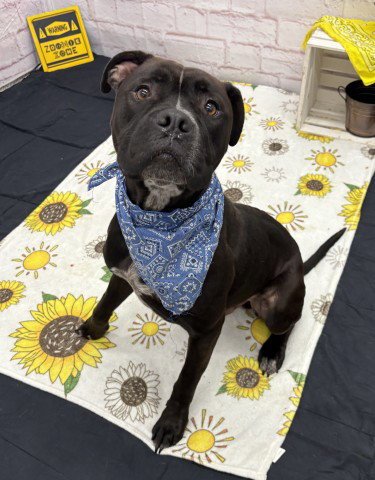 BAC - American Bulldog available for adoption