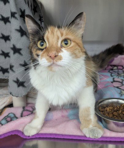 ASTI SPUMANTE - Domestic Medium Hair available for adoption