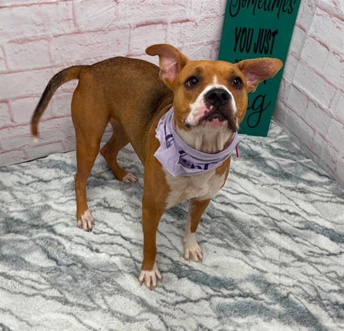 KEPI - Pit Bull Terrier available for adoption