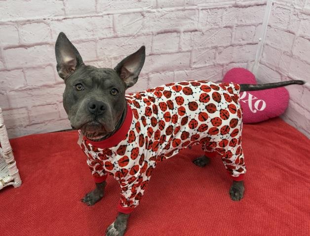 GIDDY - Pit Bull Terrier available for adoption