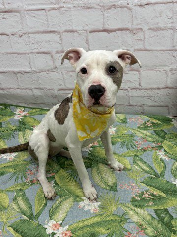 PRINCESS PUPPY - Pit Bull Terrier available for adoption