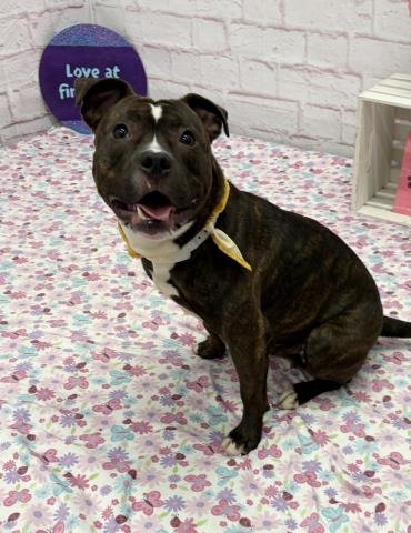LEVIATHAN - Boxer / Bulldog available for adoption