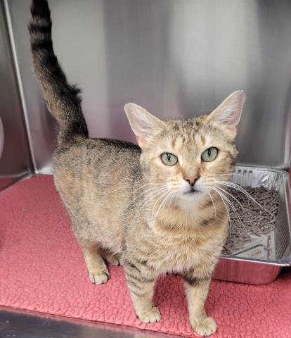 RAE - Domestic Short Hair for adoption in Detroit