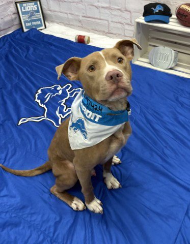 BULLET - Pit Bull Terrier available for adoption