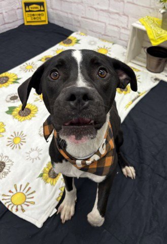 DAGMAR - American Staffordshire Terrier available for adoption