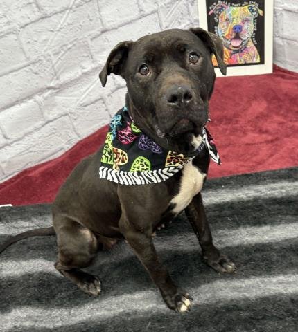 POPOCA - Pit Bull Terrier available for adoption