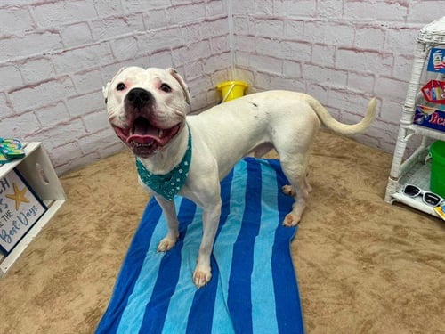 COWBOY HAT - Pit Bull Terrier available for adoption