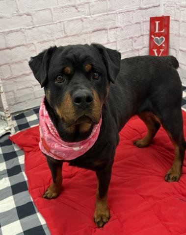 TULIP FONDNESS - Rottweiler available for adoption