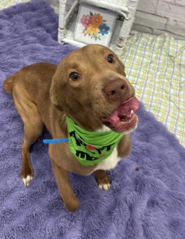 GOLDEN CARROT - Labrador Retriever available for adoption