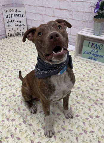 ROCKO STAR Image