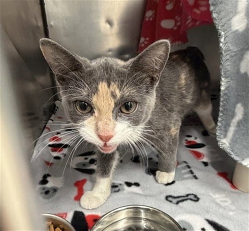 BINGO BIN - Domestic Short Hair available for adoption