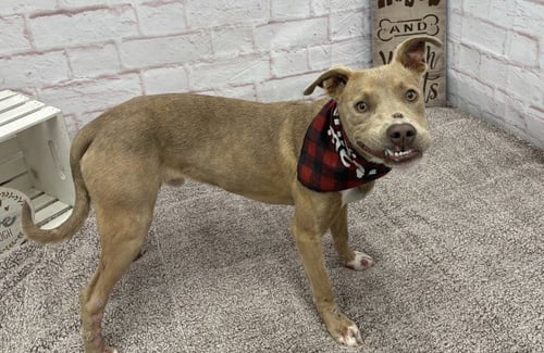HINDU KUSH - American Pit Bull Terrier available for adoption