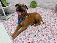 DIESEL - Photo 1