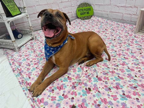 DIESEL - Pit Bull Terrier available for adoption