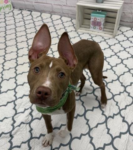 PINSTRIPE - Pit Bull Terrier available for adoption