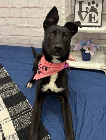 GORALNA - Labrador Retriever / Pit Bull Terrier available for adoption