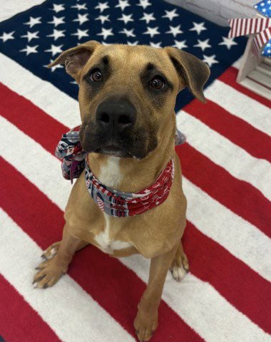 NINA FLOWERS - Pit Bull Terrier available for adoption