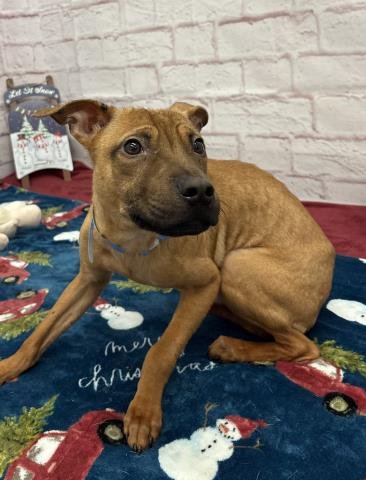 BEEBA - American Staffordshire Terrier available for adoption