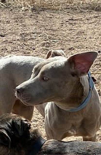 CHAI - Pit Bull Terrier for adoption in Arvada
