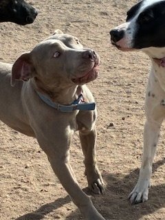 CHAI - Pit Bull Terrier available for adoption