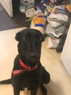 BIG BETTA - Shepherd for adoption in Arvada