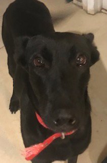 BIG BETTA - Shepherd available for adoption