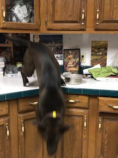 RENATA - Chocolate Labrador Retriever for adoption in Arvada