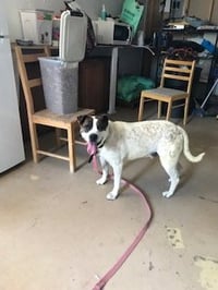 Rocky heeler - Photo 5